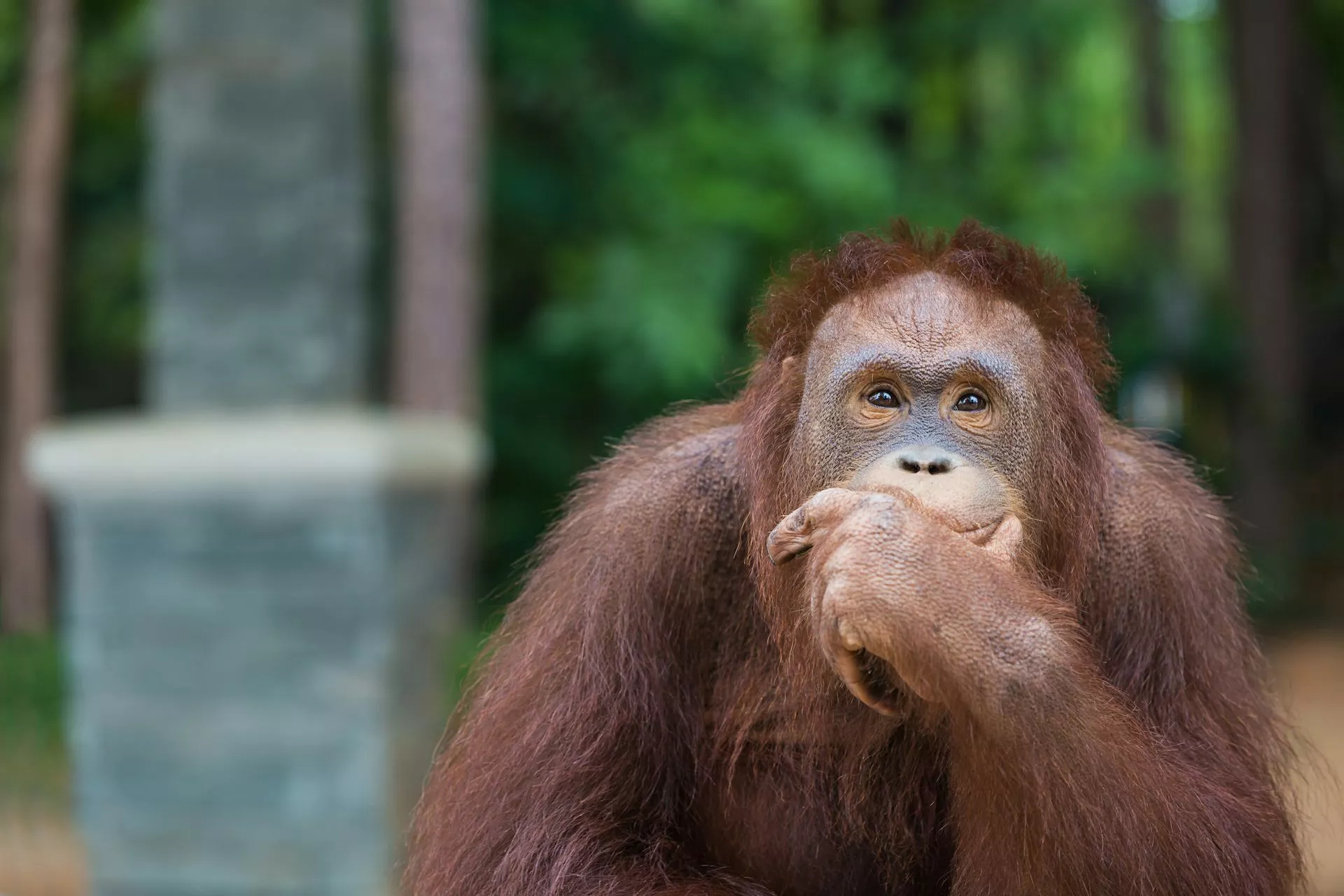 animals recognise numbers but only humans can do maths