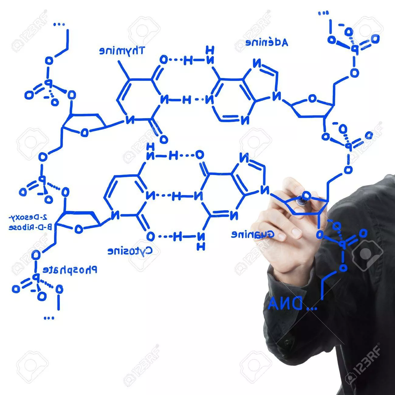 Mathematics and Evolutionary Biology